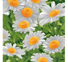 Вафельное полотенце Купон 50х63 см 5235-1 Тейково